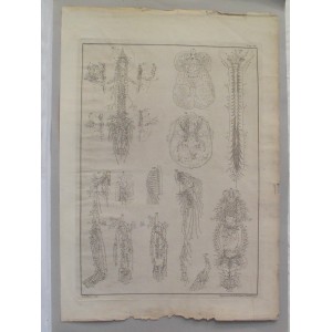 (Anatomía) Tab. IV