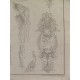 (Anatomía) Tab. IV