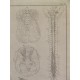 (Anatomía) Tab. IV