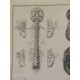 (Anatomía) Tab. IV