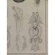 (Anatomía) Tab. IV