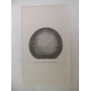 G1546