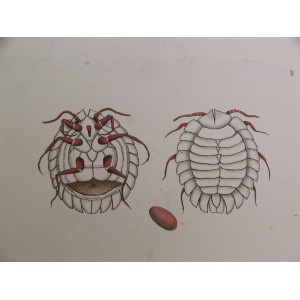 Coccus  (insecto) 