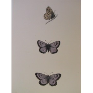 Large Blue (Glaucopsyche arion)