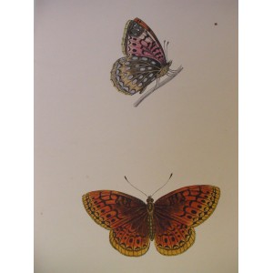 ( Mariposas )
