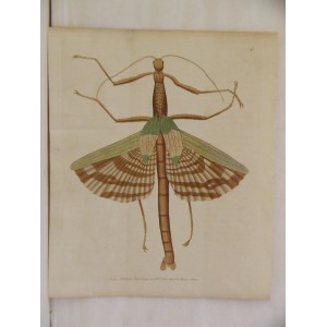 ( Mantis religiosa / Great mantis / Gottesanbeterin )