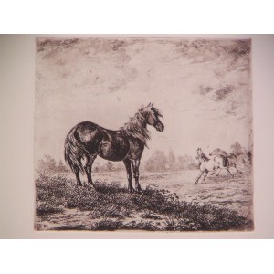 ( Caballos en un prado )