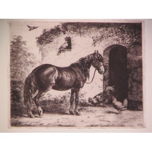 ( Caballo y aves )