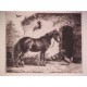( Caballo y aves )