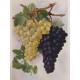 Racimos de uvas