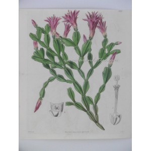 Epiphyllum Russellianum / Schlumbergera Russelliana (Brazil)