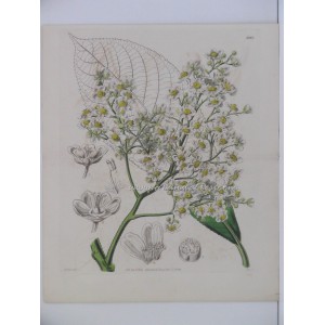 Saurauja spectabilis / Saurauia (Bolivia)