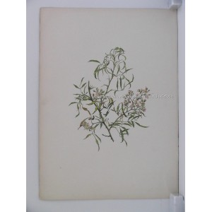 Rosa Watsoniana