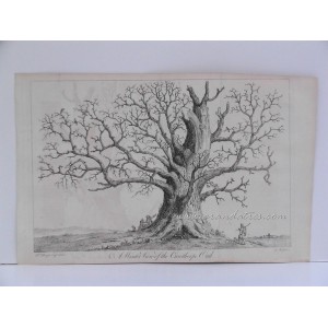 Paisaje con roble en invierno / A Winter View of the Canthorpe Oak
