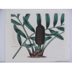 Zamia integrifolia