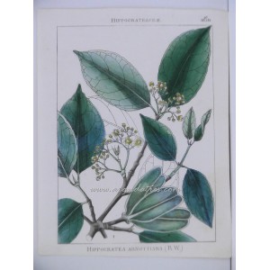 Hippocratea Arnottiana Wight (R.W.)