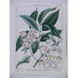 Hiptage Madablota (Gaertner)