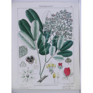 Sapindus Emarginatus