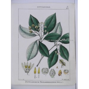Pittosporum Neelgherrense