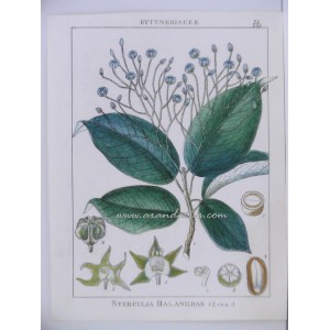 Sterculia Balanghas