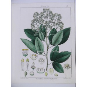 Walsura Friscidia Roxb