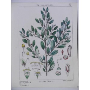 Sethia Indica (Erythroxylum indicum)