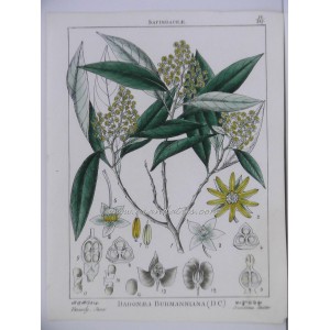 Dadonaea Burmanniana (D.C.)