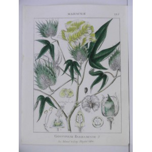 Gossypium Barbadense