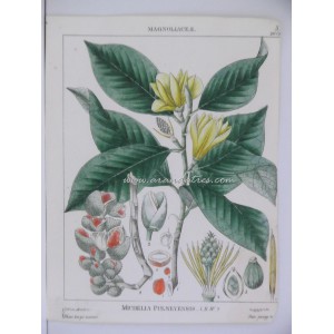 Michelia Pulneyensis (R.W.)