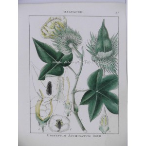 Gossypium Acuminatum Roxb