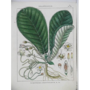 Acrotrema Arnottianum R. W.
