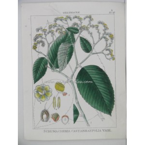 Schumacheria Castaneaefolia Vahl