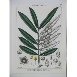 Rhus decipiens (Wight & Arn.)