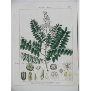 Chloroxylon swietenia DC.