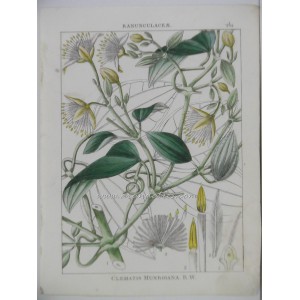 Clematis munroiana Wight