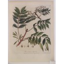 (Fresno común / Fraxinus excelsior) The common Ash Tree