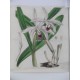 (Orquídea epífita) Cattleya Intermedia 