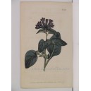 G2452