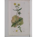 Geum urbanum