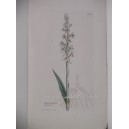 Gymnadenia conopsea