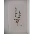 Veronica serpyllifolia