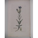 Gentiana Pneumonanthe (genciana de turbera)