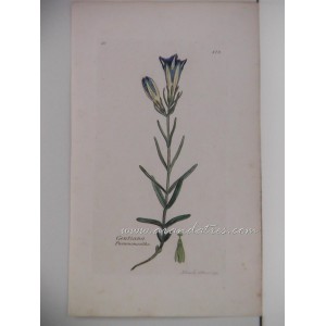 Gentiana Pneumonanthe (genciana de turbera)