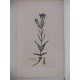Gentiana Pneumonanthe (genciana de turbera)