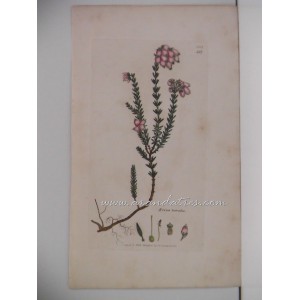 Erica tetralix (brezo de turbera)