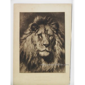 León / His Royal Highness 