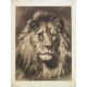 León / His Royal Highness 