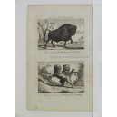 Búfalo y leones africanos