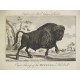 Búfalo y leones africanos