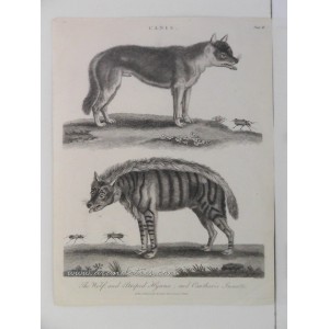 (Cánidos) Canis: The Wolf, and Stripped Hyaena and Cantharis Insects